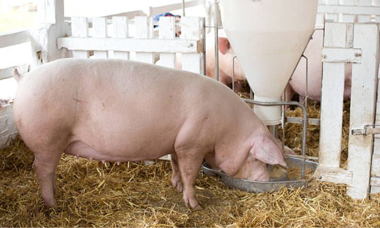Yorkshire Pig