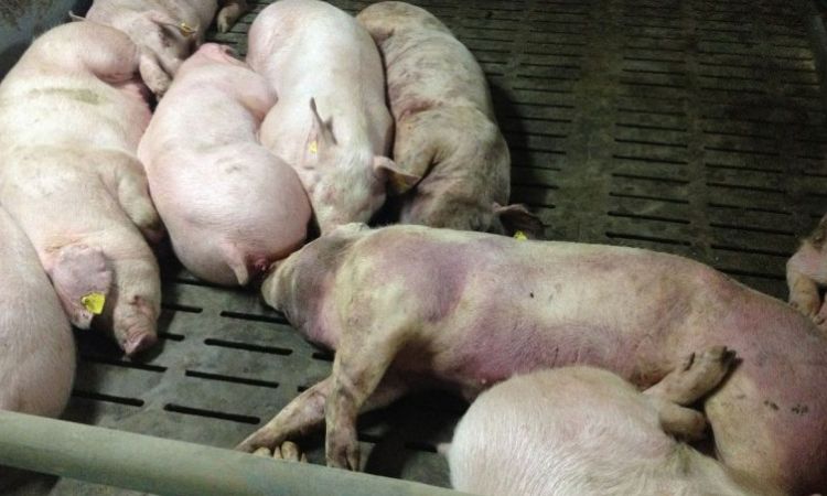 african swine fever symptoms