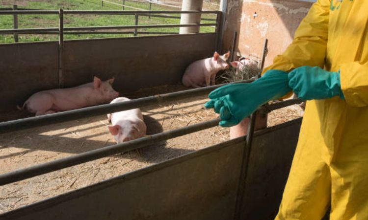 african swine fever treatment