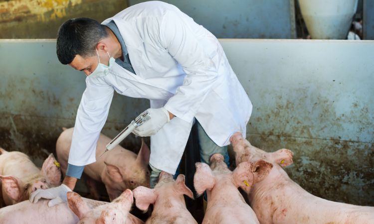 african swine fever vaccine