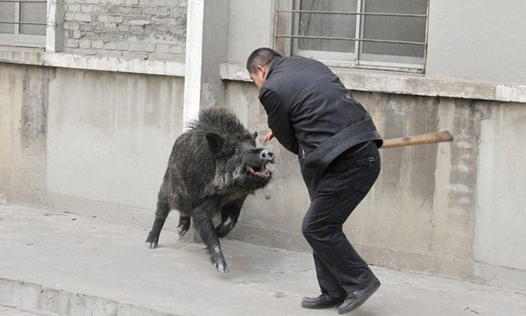 What to Do If You Encounter a Wild Boar