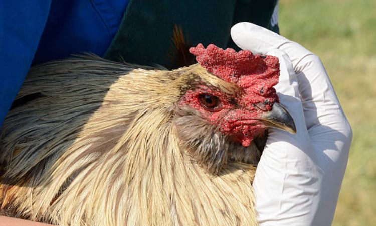 Can coccidiosis in Chickens affect Humans