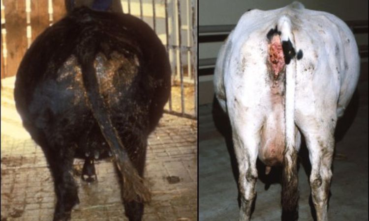 Bloat in Cattle Symptoms