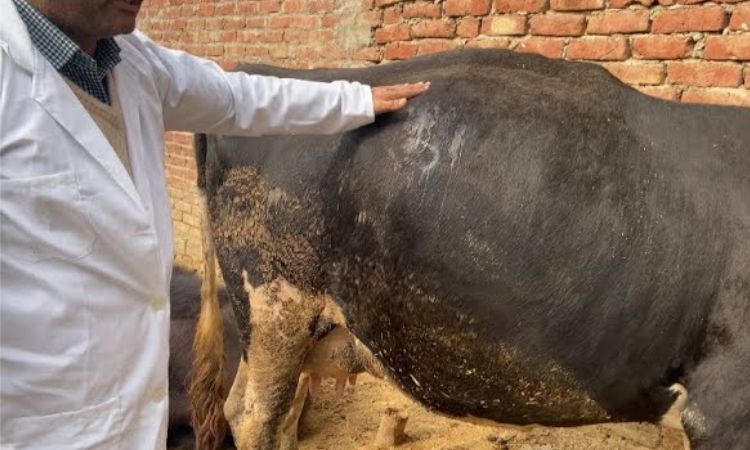 bloat in cattle treatment