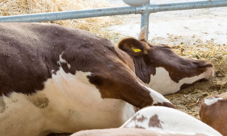 What Causes Bloat in Cattle?