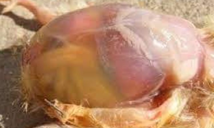 Proven Treatments and Management