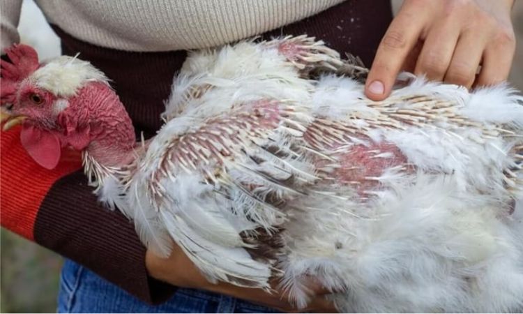 chicken swollen abdomen treatment