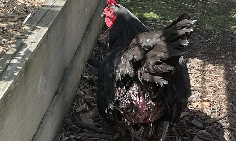 Causes of Chicken Water Belly