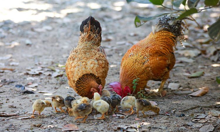 Chicken Growth Timeline by Breed