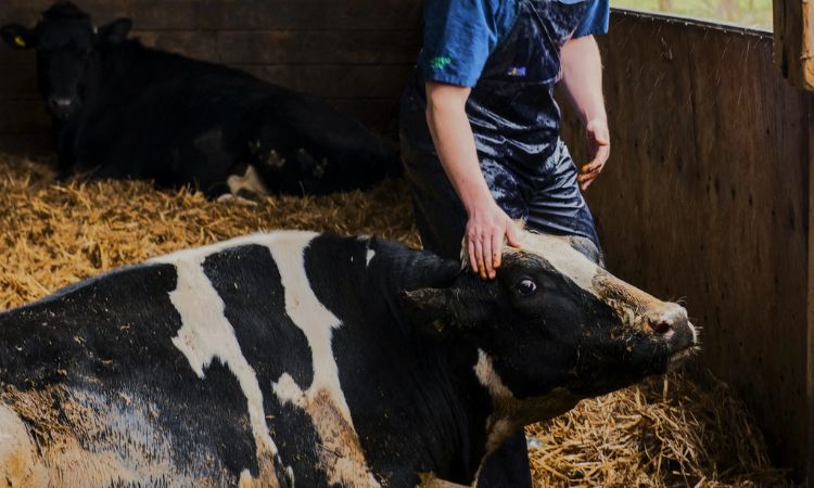 Causes and Risk Factors