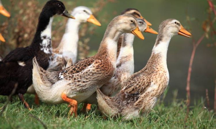 Duck Farming
