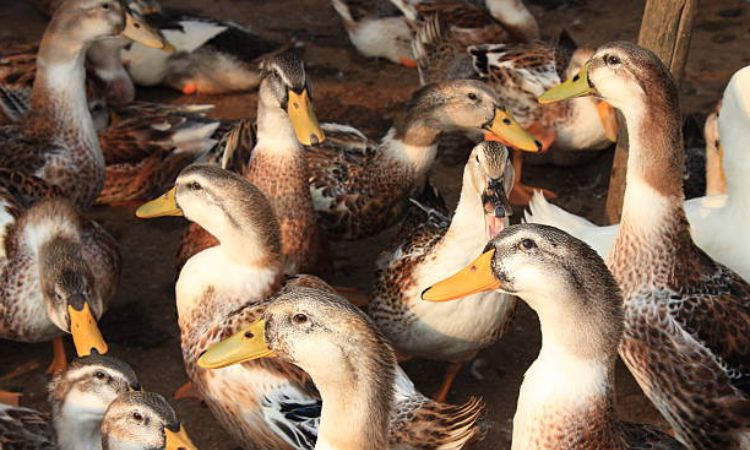 Best duck breeds for eggs