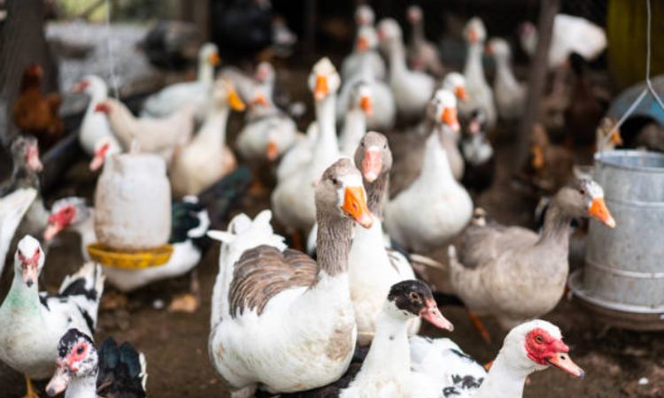 Duck Farming