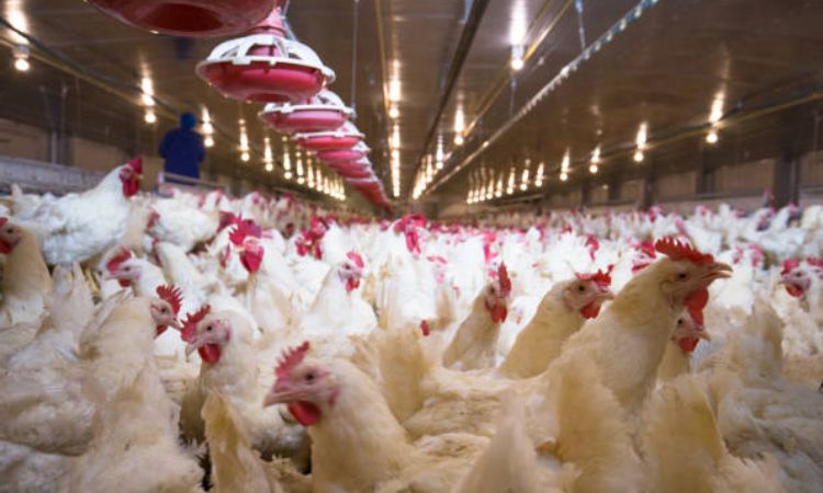 The "Frankenchicken" Phenomenon