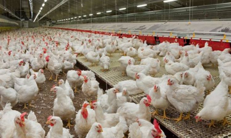 Extreme Overcrowding and Confinement