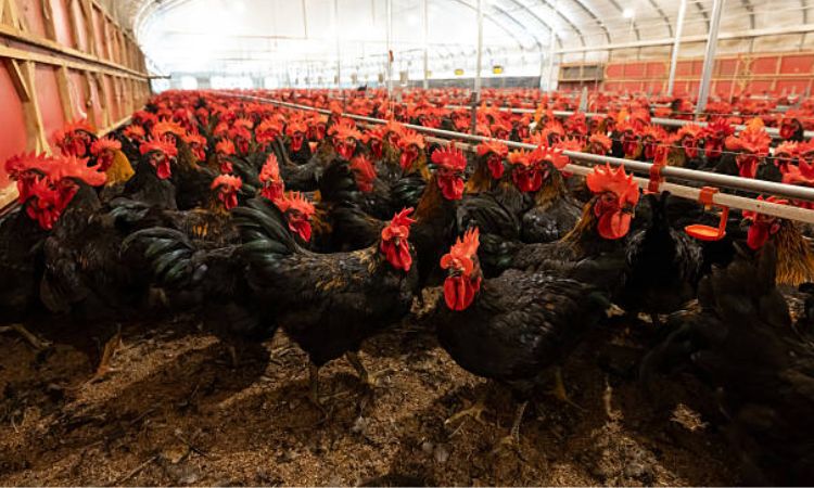 A Toxic, Unhygienic Environment