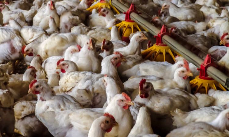 Factory Farming Chickens