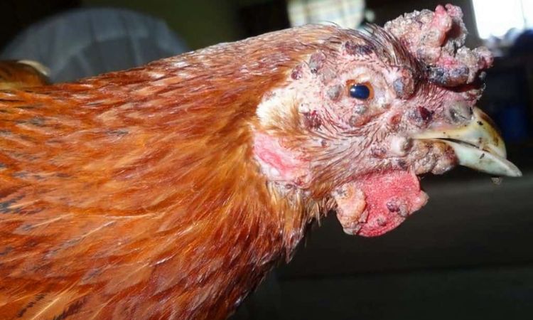 is fowl pox contagious