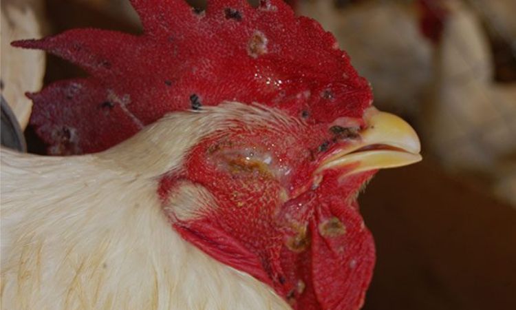 How to Treat Fowl Pox in Chickens Naturally