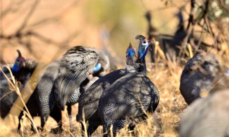 Helmeted guinea fowl