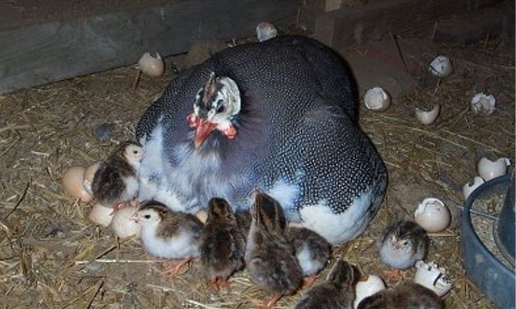 helmeted guineafowl eggs