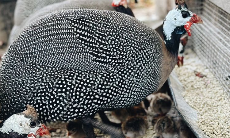 Breeding Secrets and Management