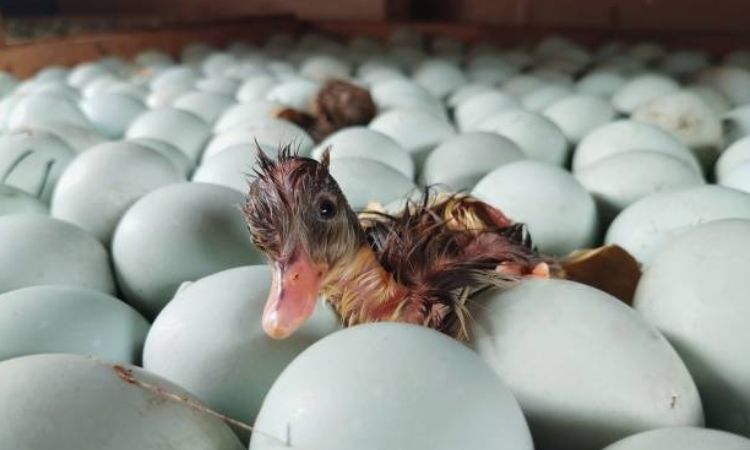 How long do muscovy duck eggs take to hatch