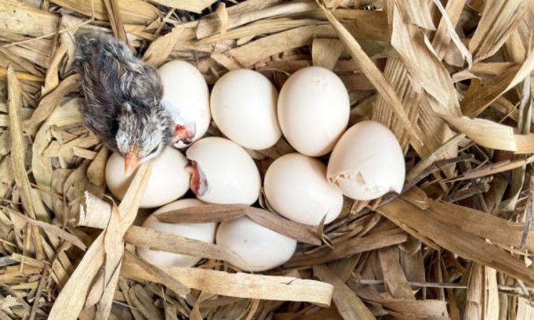 Tips for Success in Hatching Muscovy Duck Eggs