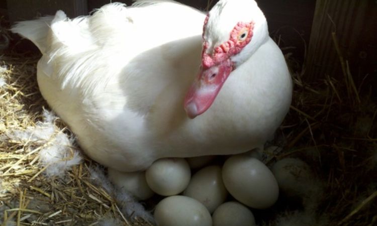 How long do muscovy duck eggs take to hatch