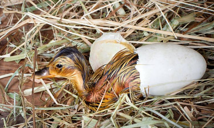 How long do runner duck eggs take to hatch