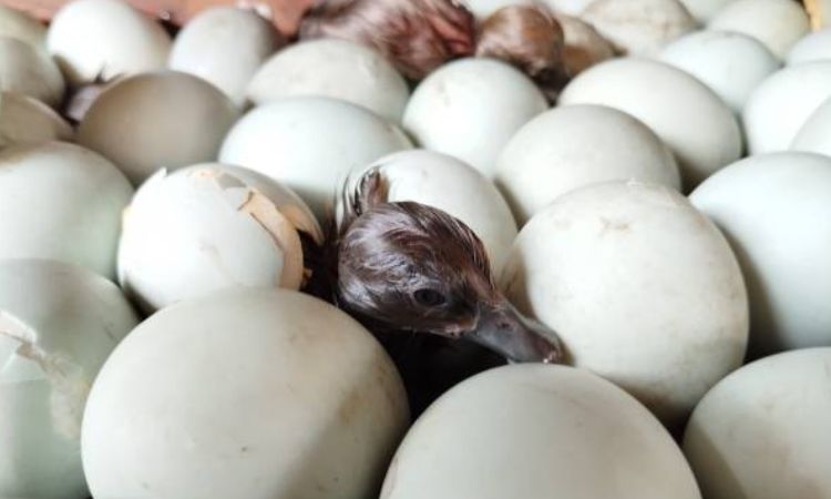 How long do runner duck eggs take to hatch