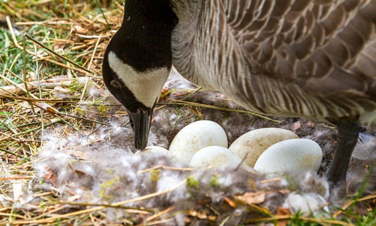 How many eggs does a goose lay before sitting
