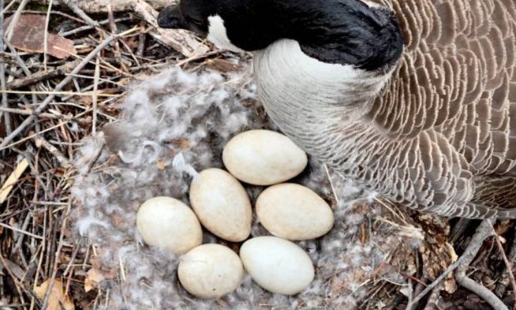 How many eggs does a goose lay before sitting