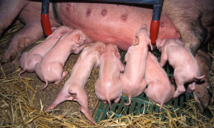 mother pig nursing piglets