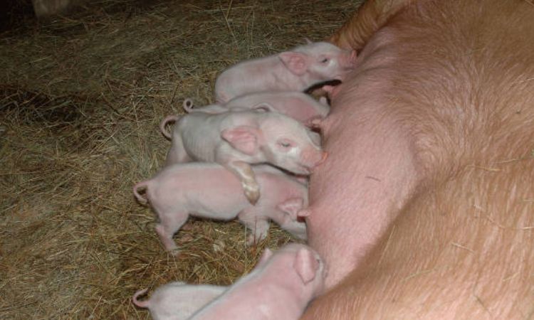 Use Natural Herbal and Phytogenic Additives