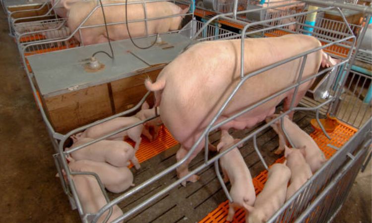 Sow Health and Environmental Management