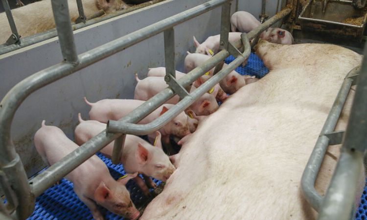 How to increase milk production in pigs naturally