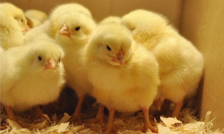 how to sex a chicken at 4 weeks