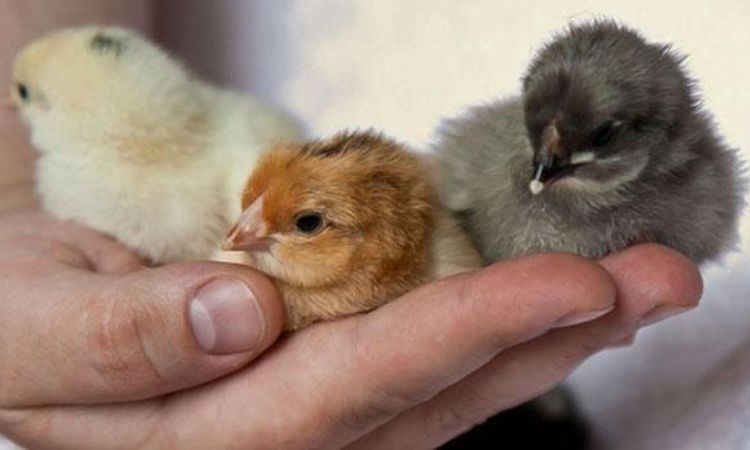 how to sex chickens at 8 weeks