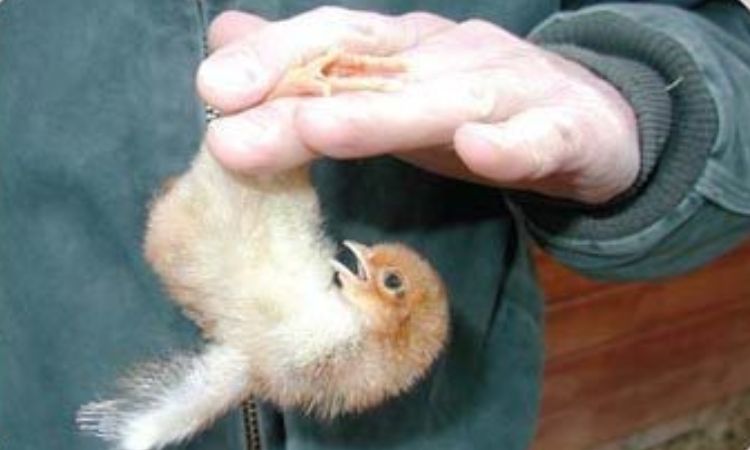 how to tell if a chick is male or female by holding it upside down