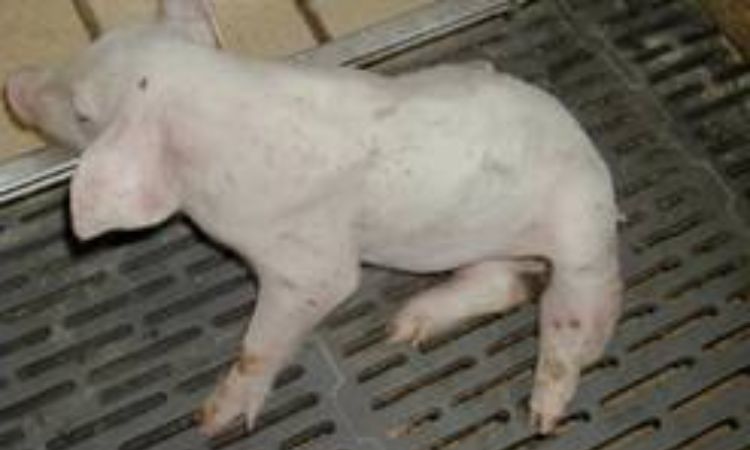 Clinical Signs and How to Spot Joint Ill