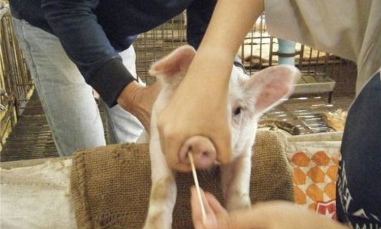 Treatment of Joint Ill in Piglets