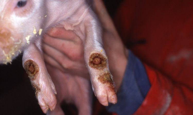 Causes of Joint Ill in Piglets