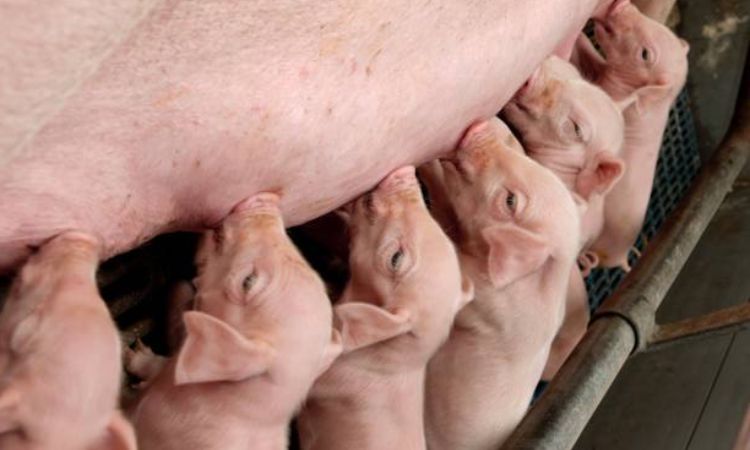 how many piglets does a pig give birth to for the first time