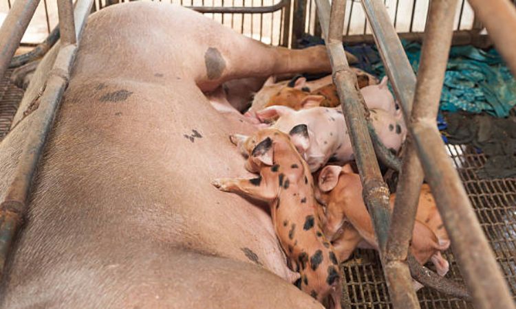 Getting a Pig Pregnant Post-Farrowing