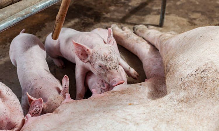 Farrowing Troubleshooting and Intervention