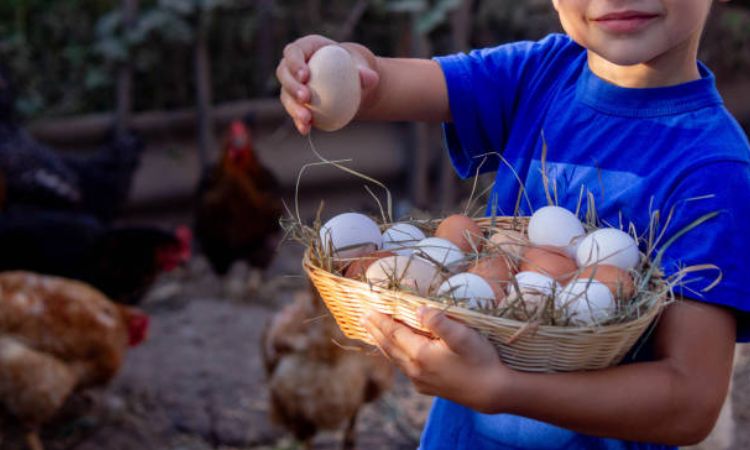 how much does it cost to raise chickens for eggs