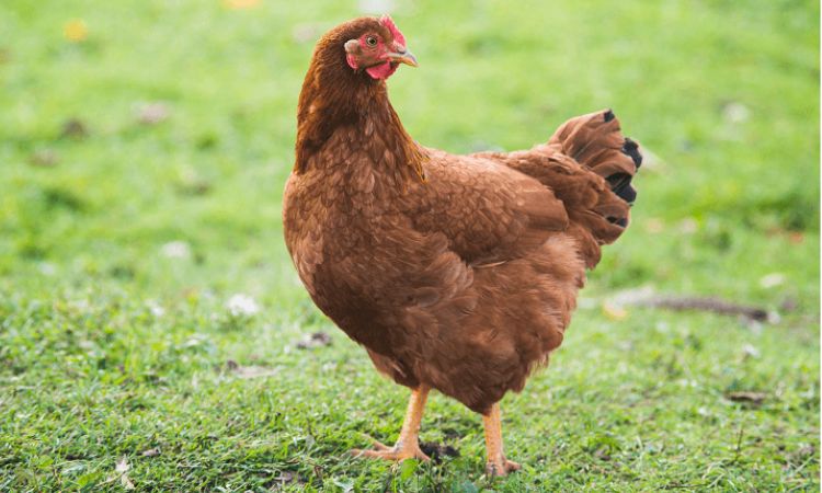 Rhode Island Red