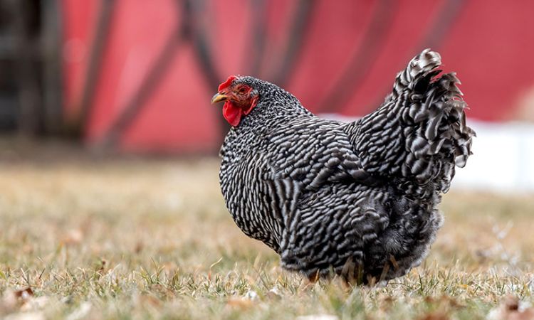 Plymouth Rock (Barred Rock)