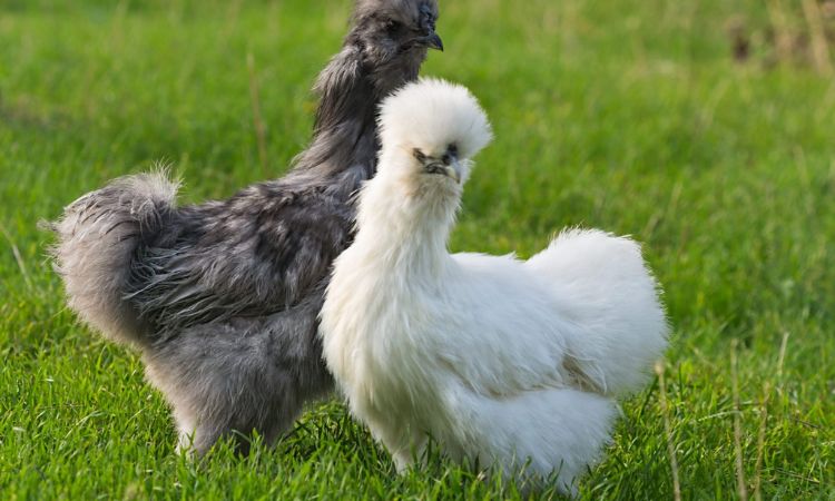 Silkies